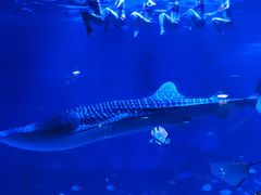 -烟台海昌鲸鲨海洋公园