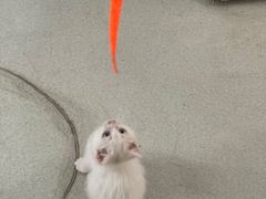 -北京恒爱动物医院(清景园分院)