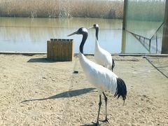 -盐城丹顶鹤湿地生态旅游区