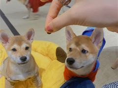 -逗柴咖啡屋·狗咖猫咖宠物桌游