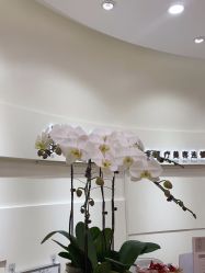 -JUVA欧华医美连锁