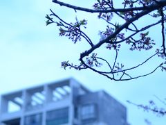 -高东镇樱花园