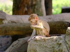 -杭州野生动物世界