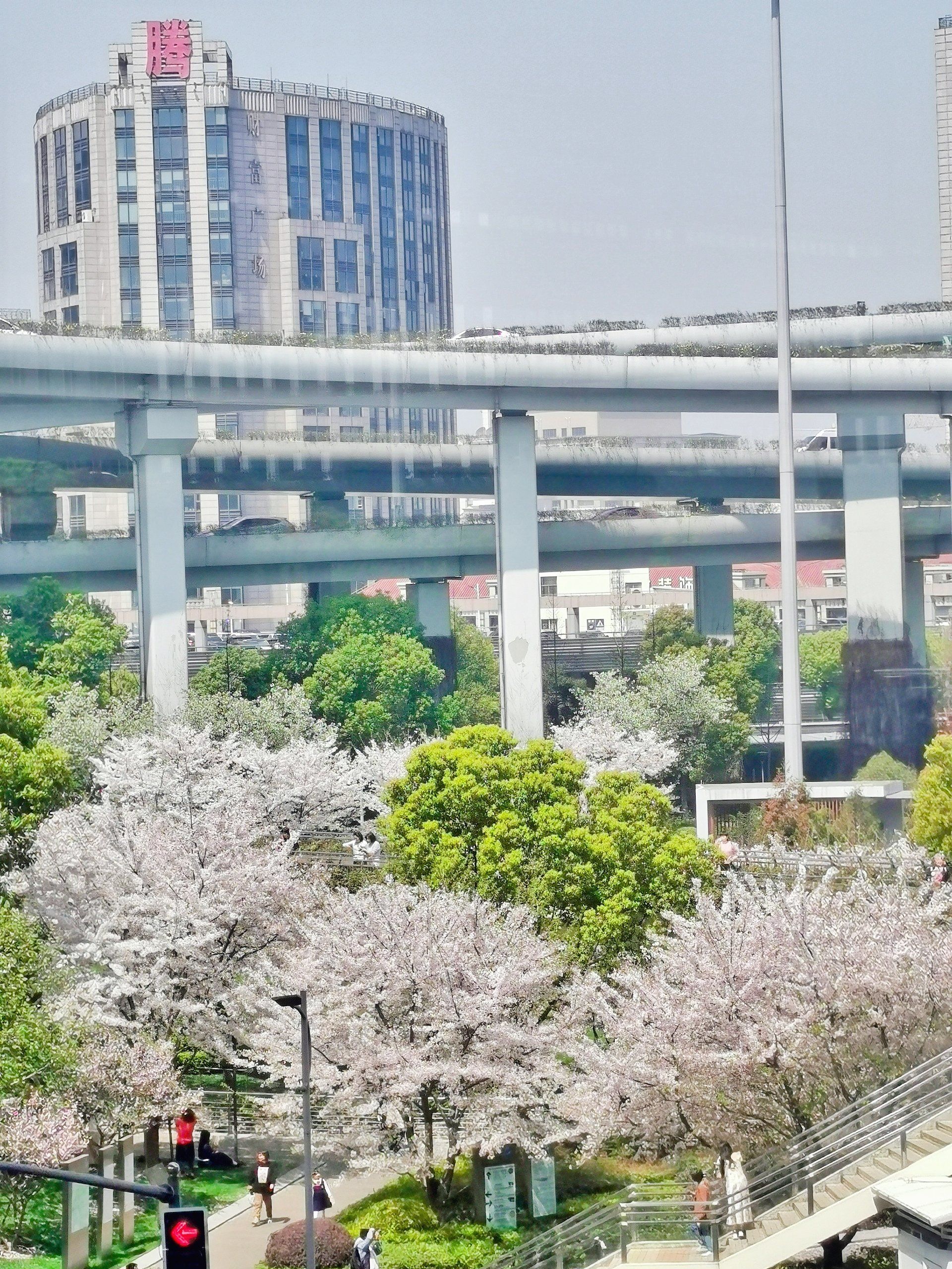 汶水路地铁站2号出口的樱花🌸