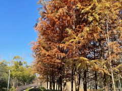 -昆山城市生态森林公园