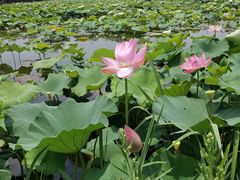 -荷塘月色湿地公园·向阳花洲