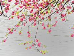 -苏堤停车场