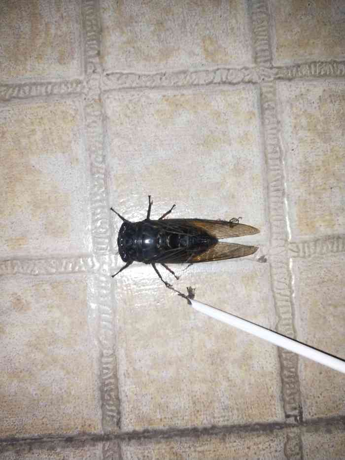 螓,蠽,五色,日暮,丕蜩,茅蜩,秋蜩,蚱蝉,寒蜩,寒螀,螂蜩,蜻蜻,蜓蛛,螗