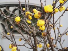 -无锡梅园公园