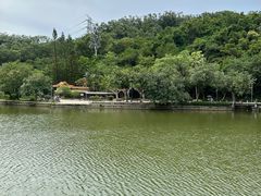 -深圳仙湖植物园