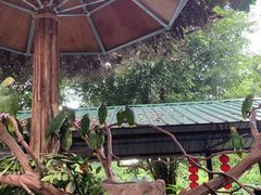 -广州长隆飞鸟乐园