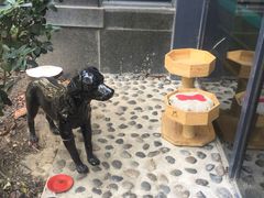 -爱侣·安琦尔宠物医院·中兽医针灸·心内科·狂犬免疫点(宝山区院)
