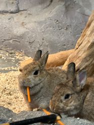 -Zoolung Zoolung动物主题公园(海信广场店)