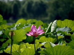 -大兴滨河森林公园