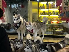 -Husky Go! 哈士奇体验馆·宠物咖啡厅狗咖