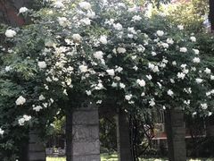 -成都七中(林荫校区)