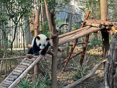 -都江堰中华大熊猫苑