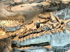 -自贡恐龙博物馆