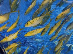 -太平洋海底世界