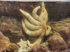 -凯莉-塔尔敦海洋生物水族馆