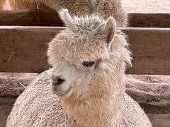 -青藏高原野生动物园