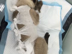 -佳怡动物医院·平价24小时·猫专科骨外科