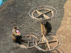 -西霞口神雕山野生动物世界