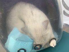 -荔康动物医院(康王北路店)