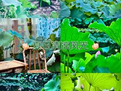 -陈家山荷花公园