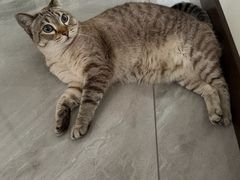 -伟伟宠物医院·瑞派猫友好医院·猫科(光谷店)
