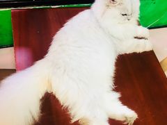 -李小姐の猫咖啡馆(五角场店)