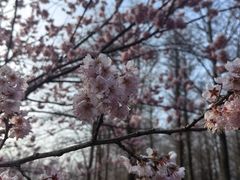-顾村公园