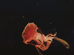 -西安曲江海洋极地公园