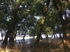 -宝安西湾红树林湿地公园