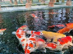 -观唐（国际）度假村温泉