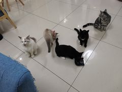 -鼓捣猫呢主题猫咖店