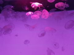 -沈阳海洋探索中心