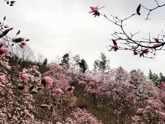-九皇山景区
