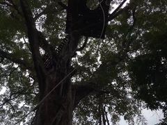 -清迈丛林飞跃 JungleFlight