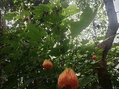 -北京植物园-展览温室