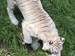 -哈尔滨北方森林动物园