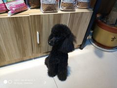 -精灵岛宠物生活馆(洪泽花园店)
