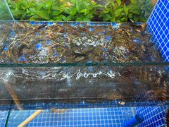 -阿木龙虾·烧烤涮肉羊蝎子(栖山路店)