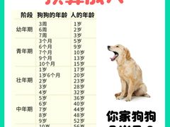 -北京京卫宠物寄养训练中心