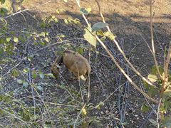 -北京麋鹿生态实验中心