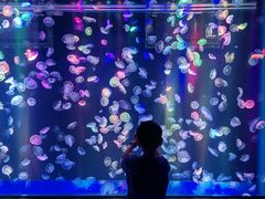 -海合安成都极地海洋公园
