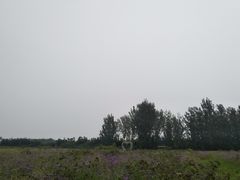 -北京东方普罗旺斯薰衣草庄园