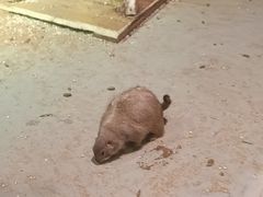 -正佳雨林生态植物园