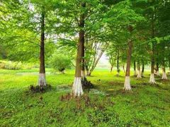 -长广溪湿地公园