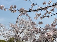 -顾村公园